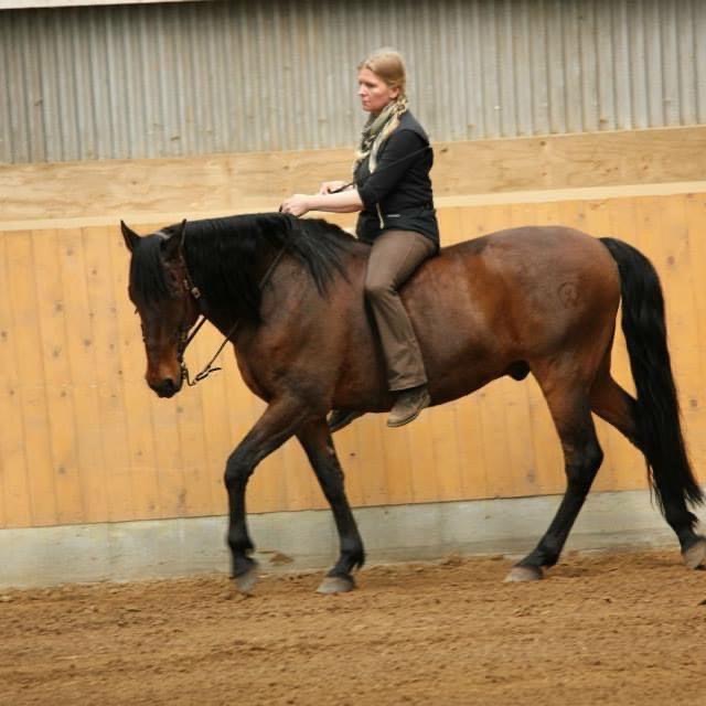 Anja von Niekerkensreise reitet ohne Sattel auf ihrem alten Pferd "Anthero". Ein brauner Andalusier in der Reithalle und zeigt ihre Leidenschaft für Pferde, Natur und alternative Reise- und Lebenswege.