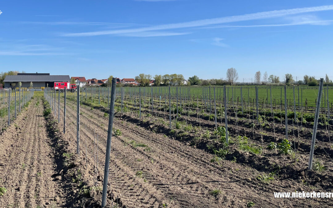 Stellplatz am BIO-Weingut Schäfer – Genuss & Ruhe in Mettenheim 🍷🚒🌿