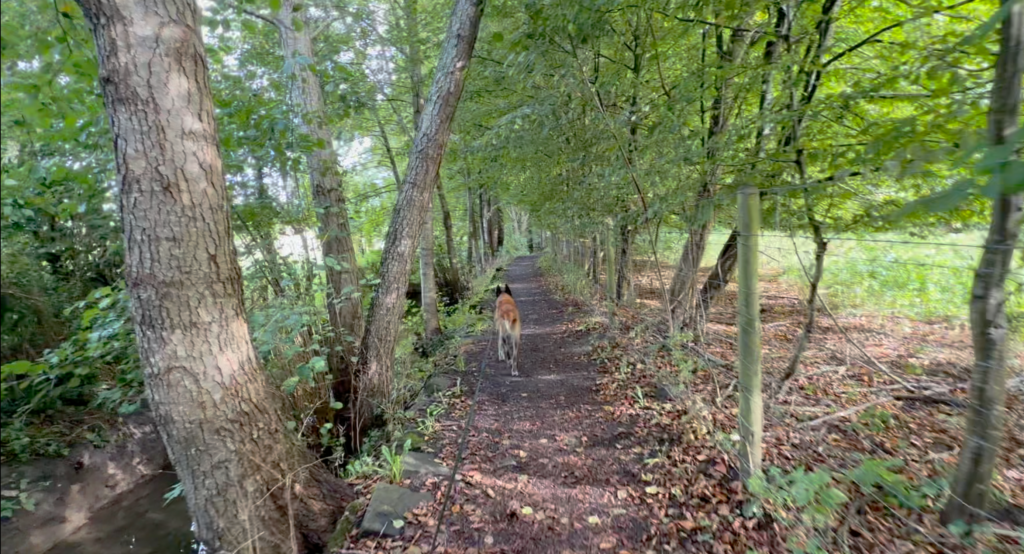 Hund Elvis auf einem schmalen, schattigen Waldweg in Solre-le-Château in Nordfrankreich. Der Spazierweg führt durch eine grüne, baumbestandene Umgebung nahe dem kostenlosen Wohnmobilstellplatz.