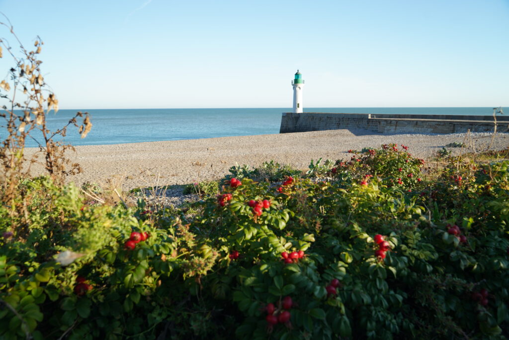 Weißer Leuchtturm mit grüner Spitze an der Hafeneinfahrt von Saint-Valery-en-Caux in der Normandie, mit Kiesstrand, Meer und Hagebuttensträuchern im Vordergrund.